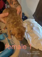 F 1, a female American Pit Bull Terrier for sale in Buffalo, NY – 2 of 3