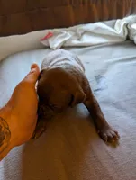 One , a male American Pit Bull Terrier for sale in Buffalo, NY – 3 of 4