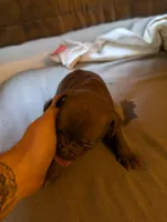 One , a male American Pit Bull Terrier for sale in Buffalo, NY – 2 of 4