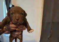 Three, a male American Pit Bull Terrier for sale in Buffalo, NY – 2 of 2