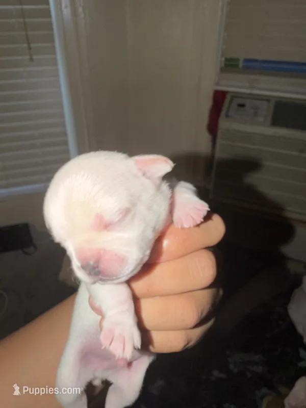Snoopy – French Bulldog, Chihuahua puppy for sale in Pawtucket, RI