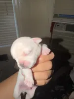 Snoopy, a male French Bulldog and Chihuahua for sale in Pawtucket, RI – 1 of 1