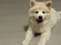 Pomsky Puppy, a male Pomsky for sale in Los Angeles, CA – 2 of 3