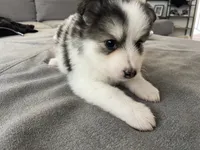 Pomsky Puppy, a female Pomsky for sale in Los Angeles, CA – 2 of 2