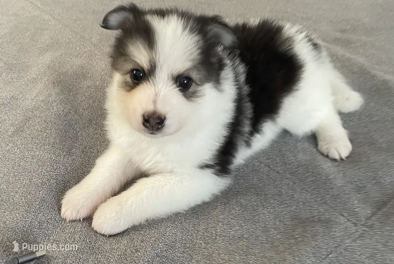 Pomsky Puppy – Pomsky puppy for sale in Los Angeles, CA