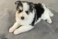 Pomsky Puppy, a female Pomsky for sale in Los Angeles, CA – 1 of 2