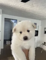 Pomsky Puppy, a male Pomsky for sale in Los Angeles, CA – 2 of 2