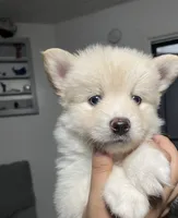 Pomsky Puppy, a female Pomsky for sale in Los Angeles, CA – 2 of 2