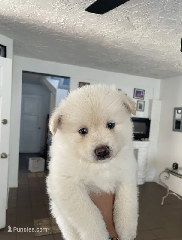 Pomsky Puppy – Pomsky puppy for sale in Los Angeles, CA