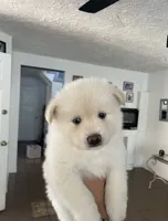 Pomsky Puppy, a male Pomsky for sale in Los Angeles, CA – 1 of 2