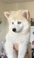 Pomsky Puppy, a female Pomsky for sale in Los Angeles, CA – 2 of 2
