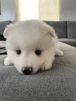 Pomsky Puppy, a male Pomsky for sale in Los Angeles, CA – 2 of 2