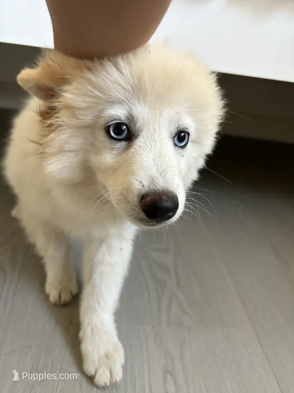 Pomsky Puppy – Pomsky puppy for sale in Los Angeles, CA