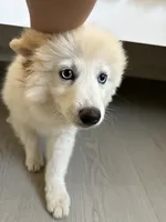 Pomsky Puppy, a female Pomsky for sale in Los Angeles, CA – 1 of 2