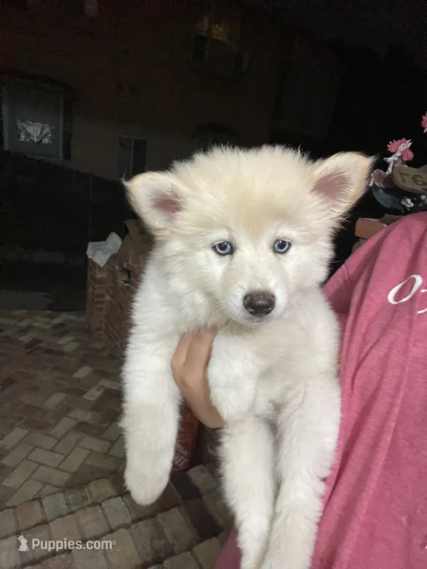 Pomsky Puppy – Pomsky puppy for sale in Los Angeles, CA