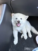 Pomsky Puppy, a male Pomsky for sale in Los Angeles, CA – 2 of 3