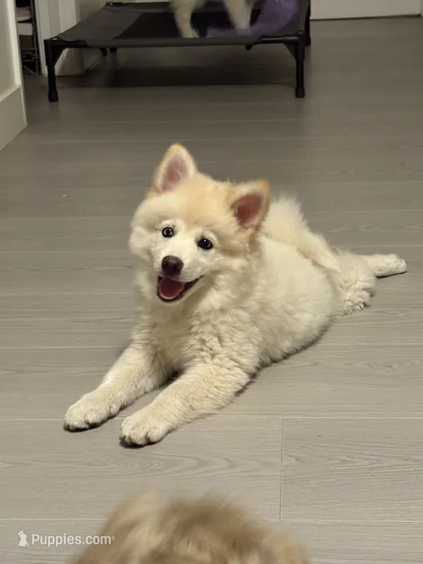 Pomsky Puppy – Pomsky puppy for sale in Los Angeles, CA