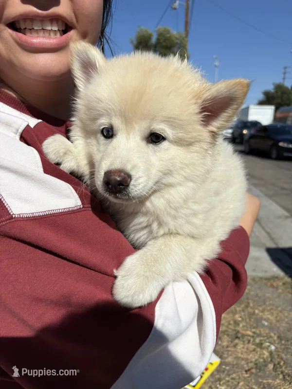 Pomsky Puppy – Pomsky puppy for sale in Los Angeles, CA