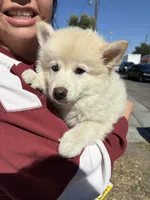 Pomsky Puppy, a male Pomsky for sale in Los Angeles, CA – 1 of 3