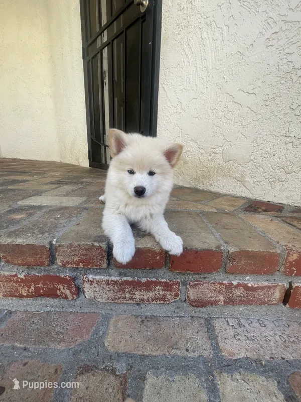 Pomsky Puppy – Pomsky puppy for sale in Los Angeles, CA