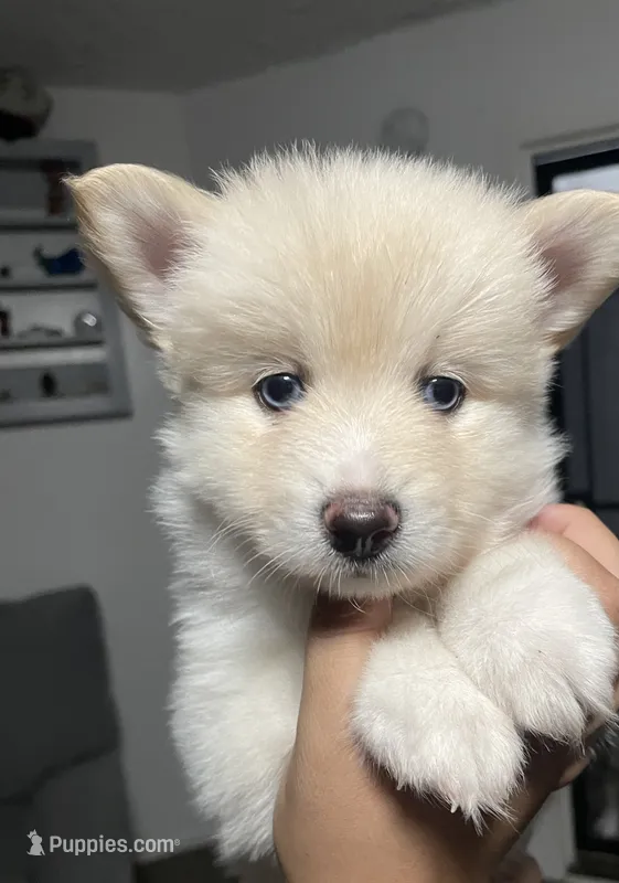 Pomsky Puppy – Pomsky puppy for sale in Los Angeles, CA