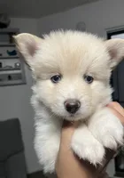 Pomsky Puppy, a female Pomsky for sale in Los Angeles, CA – 1 of 2