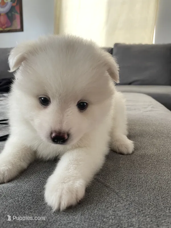 Pomsky Puppy – Pomsky puppy for sale in Los Angeles, CA