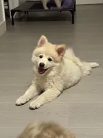 Pomsky Puppy, a male Pomsky for sale in Los Angeles, CA – 3 of 3