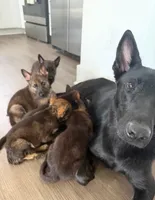 Hermes, a female German Shepherd Dog for sale in Hope Mills, NC – 2 of 3