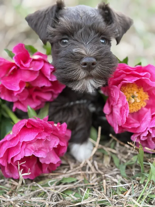 Pippa – Miniature Schnauzer puppy for sale in Hope Mills, NC