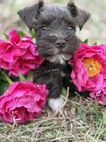 Pippa, a female Miniature Schnauzer for sale in Hope Mills, NC – 1 of 5