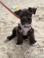 Pippa, a female Miniature Schnauzer for sale in Hope Mills, NC – 2 of 5