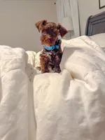 Pippa, a female Miniature Schnauzer for sale in Hope Mills, NC – 4 of 5