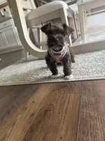 Pippa, a female Miniature Schnauzer for sale in Hope Mills, NC – 5 of 5