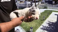 Darla, a female Australian Shepherd for sale in Lancaster, CA – 2 of 2