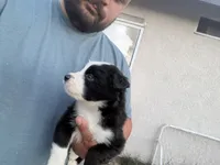 Ozzy, a male Australian Shepherd for sale in Lancaster, CA – 3 of 3