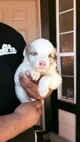 Penny, a female Australian Shepherd for sale in Lancaster, CA – 1 of 2
