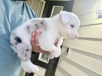 Milo, a male Australian Shepherd for sale in Lancaster, CA – 2 of 3