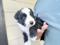 Ozzy, a male Australian Shepherd for sale in Lancaster, CA – 2 of 3