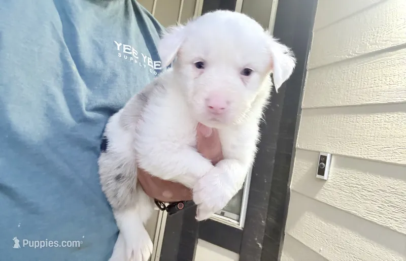 Milo – Australian Shepherd puppy for sale in Lancaster, CA