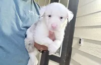 Milo, a male Australian Shepherd for sale in Lancaster, CA – 1 of 3