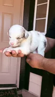 Penny, a female Australian Shepherd for sale in Lancaster, CA – 2 of 2