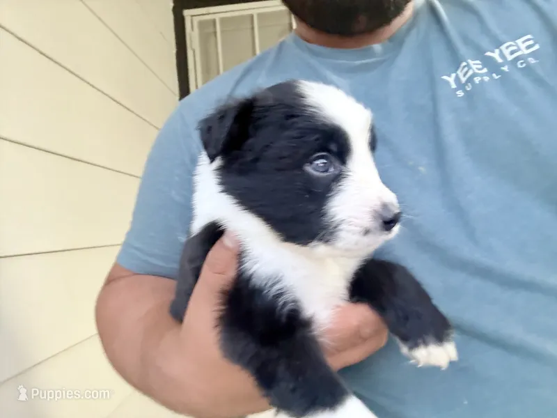 Ozzy – Australian Shepherd puppy for sale in Lancaster, CA