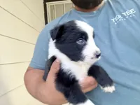 Ozzy, a male Australian Shepherd for sale in Lancaster, CA – 1 of 3