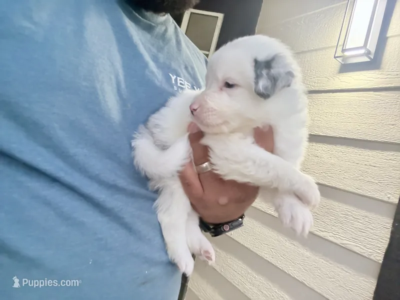 Oliver – Australian Shepherd puppy for sale in Lancaster, CA