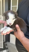 Mabel, a female Australian Shepherd for sale in Lancaster, CA – 3 of 3