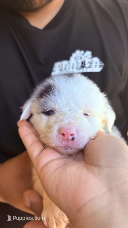 Darla – Australian Shepherd puppy for sale in Lancaster, CA