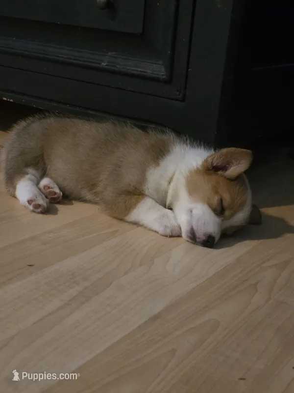Honey – Pembroke Welsh Corgi puppy for sale in Windsor, CO
