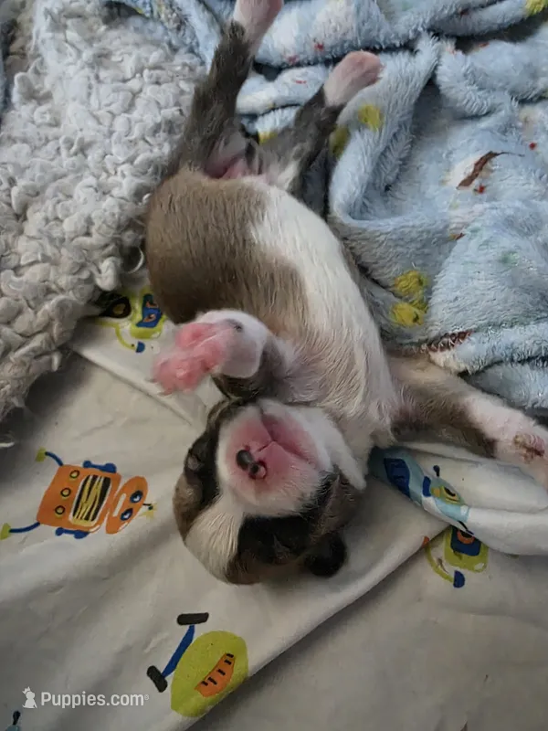 Rigby – Pembroke Welsh Corgi puppy for sale in Windsor, CO