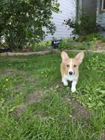 Lola, a female Pembroke Welsh Corgi for sale in Windsor, CO – 4 of 5